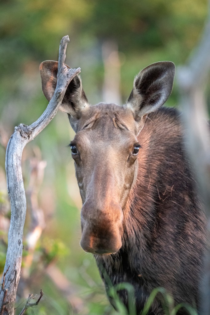 Orignal, Parc national de la Gaspésie