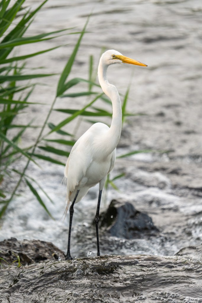 Grande aigrette, Parc des rapides, Montréal