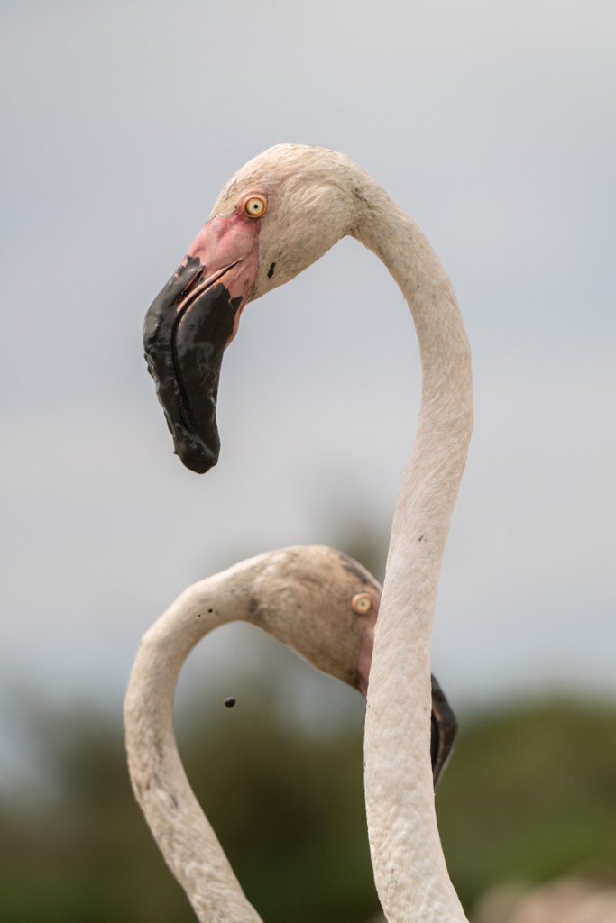 Flamant rose, Camargue, France